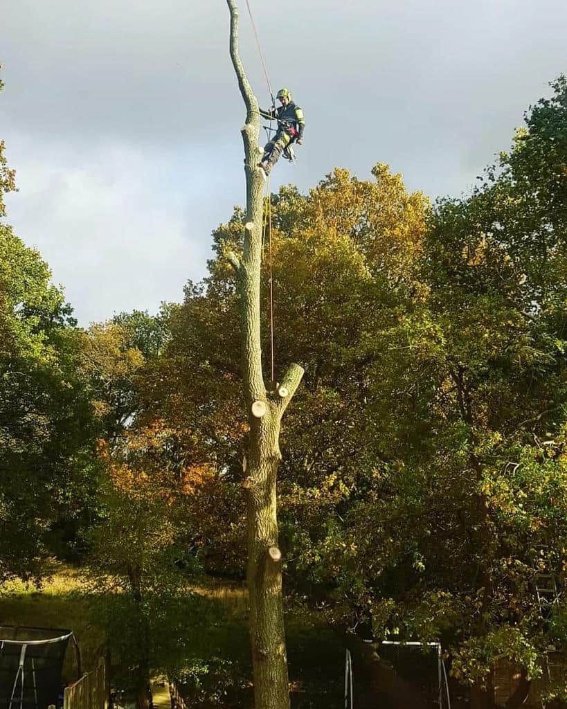 This is a photo of an operative from LM Tree Surgery Lee-on-the-Solent felling a tree. He is at the top of the tree with climbing gear attached about to remove the top section of the tree.