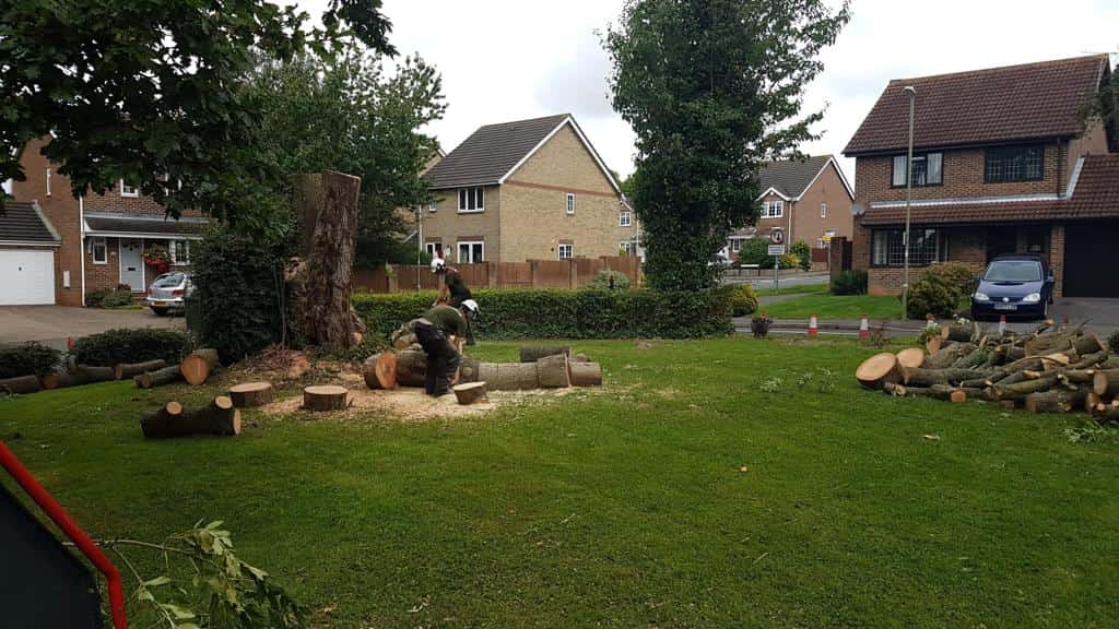 This is a photo of a tree that has been cut into sections on a communal area, and is now being removed from site. Works undertaken by LM Tree Surgery Lee-on-the-Solent