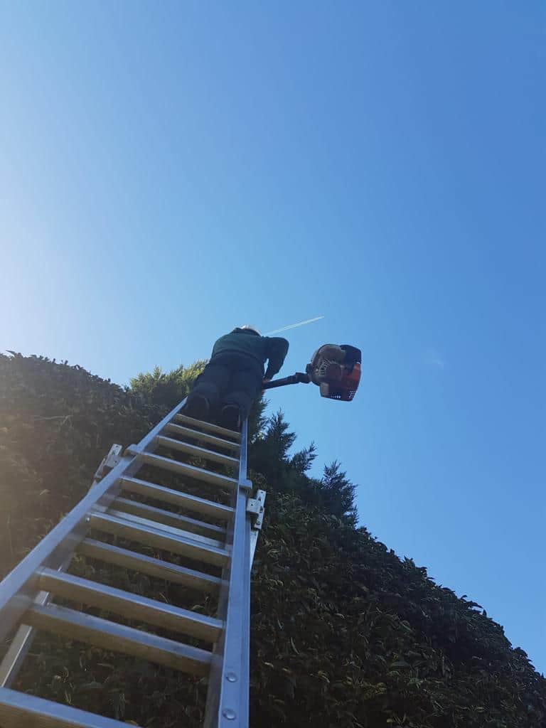 This is a photo of an operative from LM Tree Surgery Lee-on-the-Solent up a ladder rested on a hedge with a petrol strimmer.