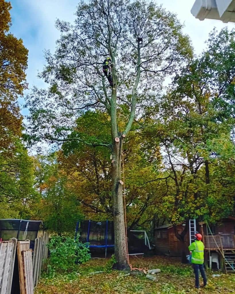 This is a photo of a tree being pruned, there is a man up the tree cutting a section of it down while another man is standing in the garden of the property where the tree is located overseeing the work. Works carried out by LM Tree Surgery Lee-on-the-Solent