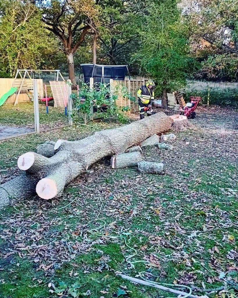 This is a tree laying on the ground of a garden that has just been felled by the operatives from LM Tree Surgery Lee-on-the-Solent