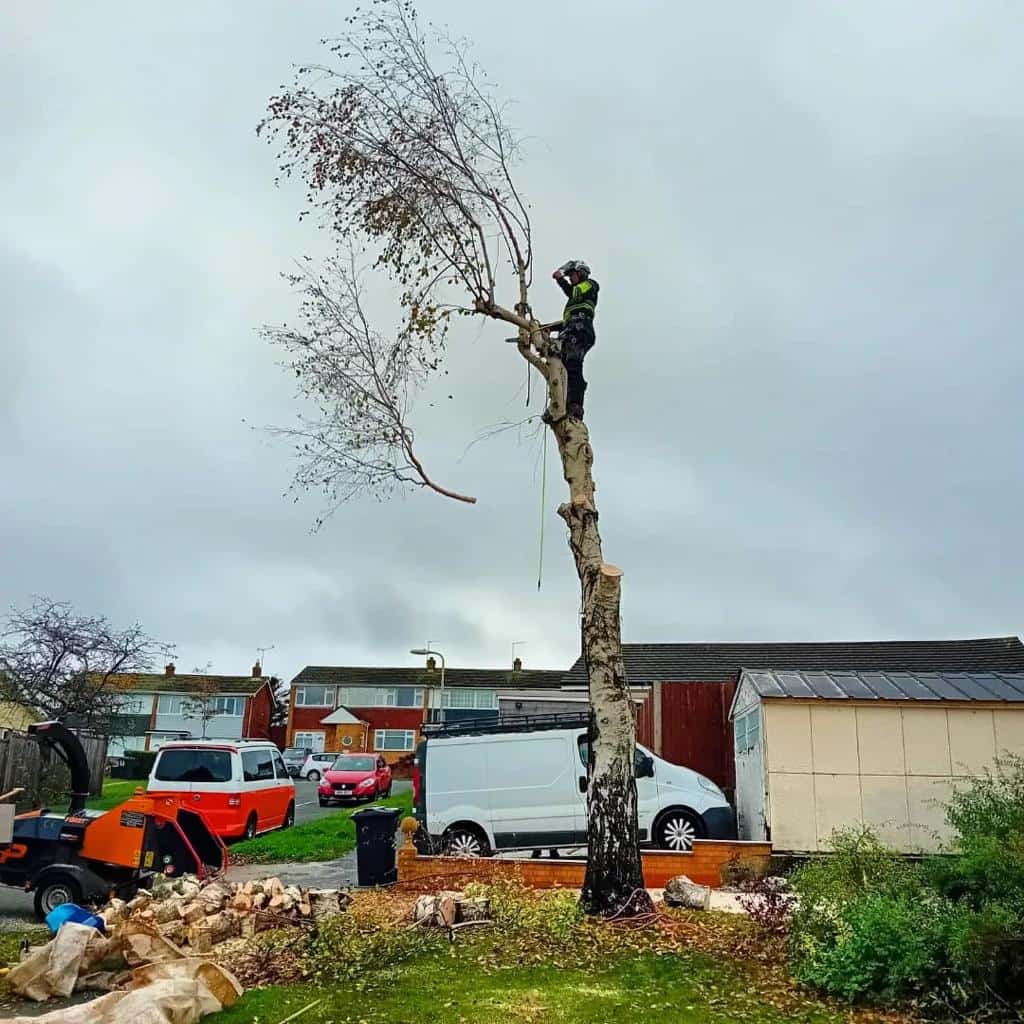 This is a photo of a tree that is being removed by an operative from LM Tree Surgery Lee-on-the-Solent, the arborist is at the top of the tree about to cut down a section of it.
