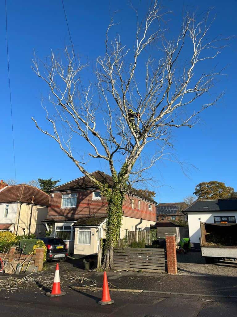 This is a photo of a tree on the pavement that is having limbs removed which are near to power lines. Works undertaken by LM Tree Surgery Lee-on-the-Solent